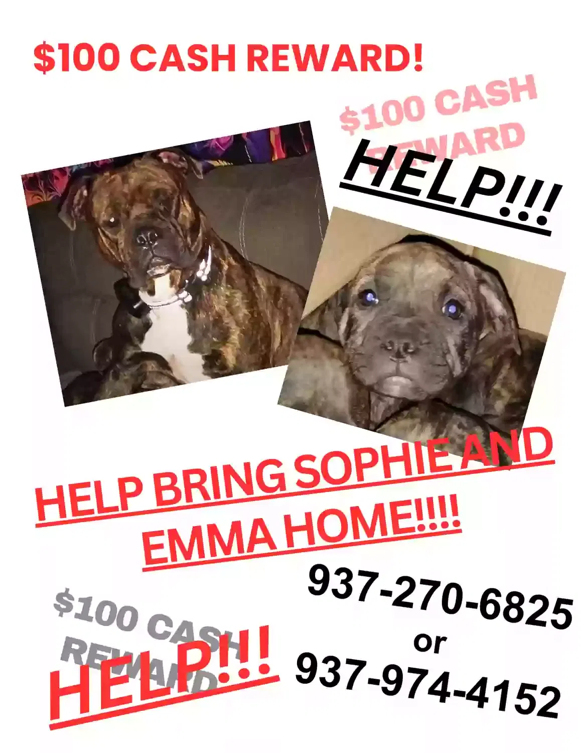 Lost dog in Dayton, OH, 45439