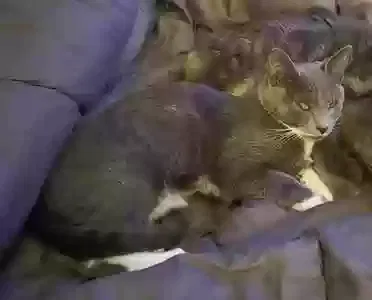 Lost cat in La Mesa, CA, 91941