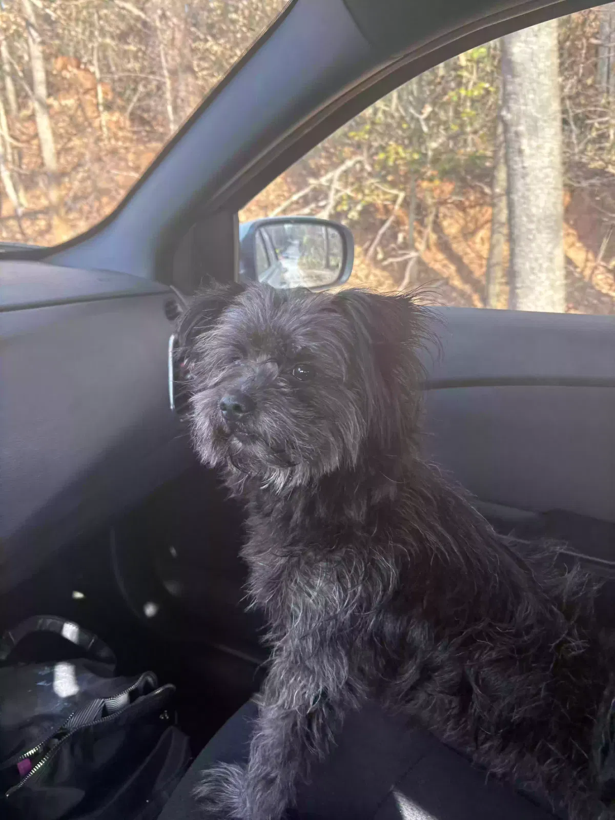 Lost dog in Greenville, SC, 29607