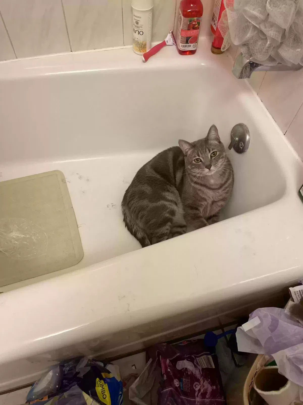 Lost cat in Oakland, CA, 94606