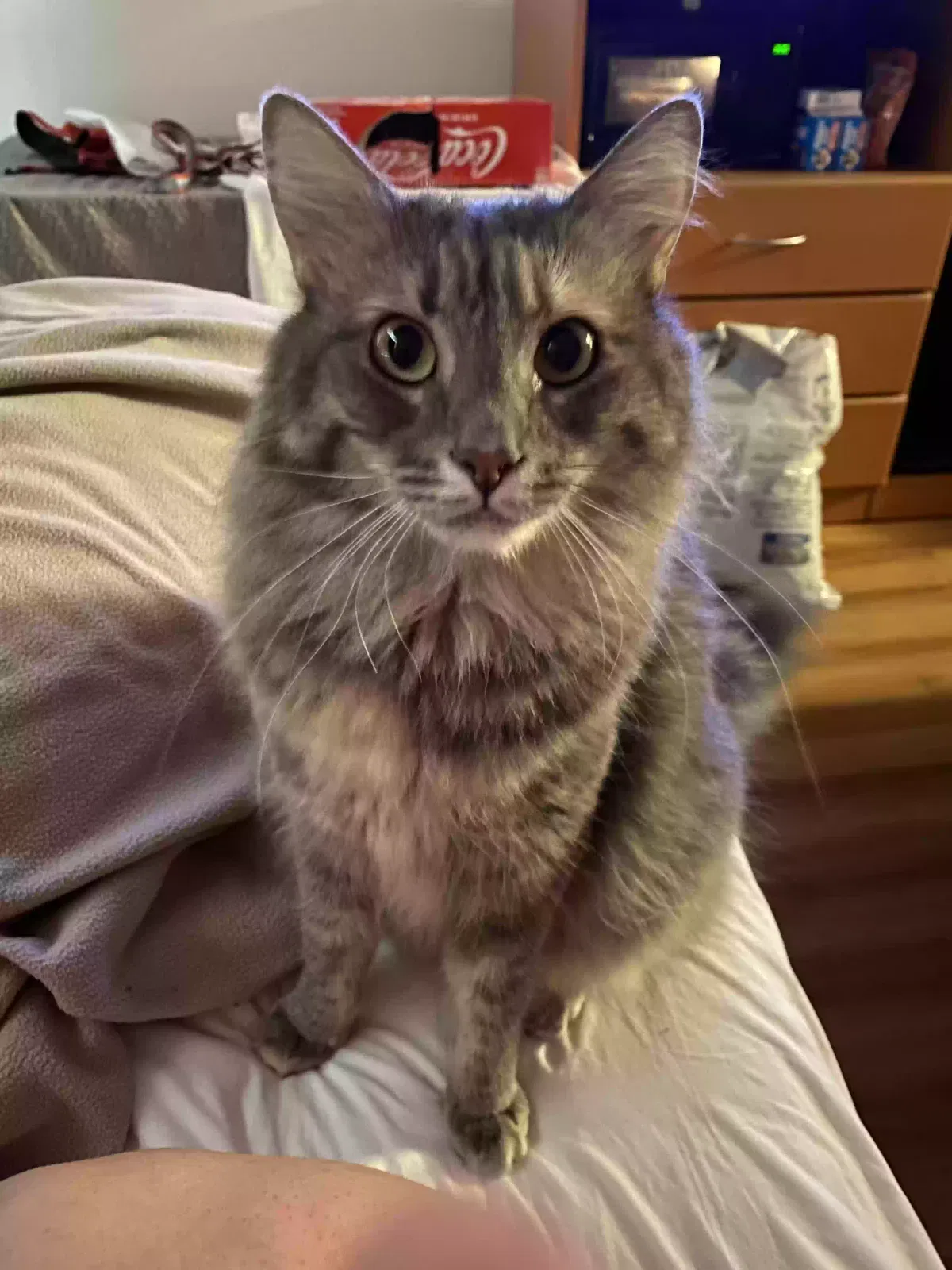 Lost cat in Oakland, CA, 94606