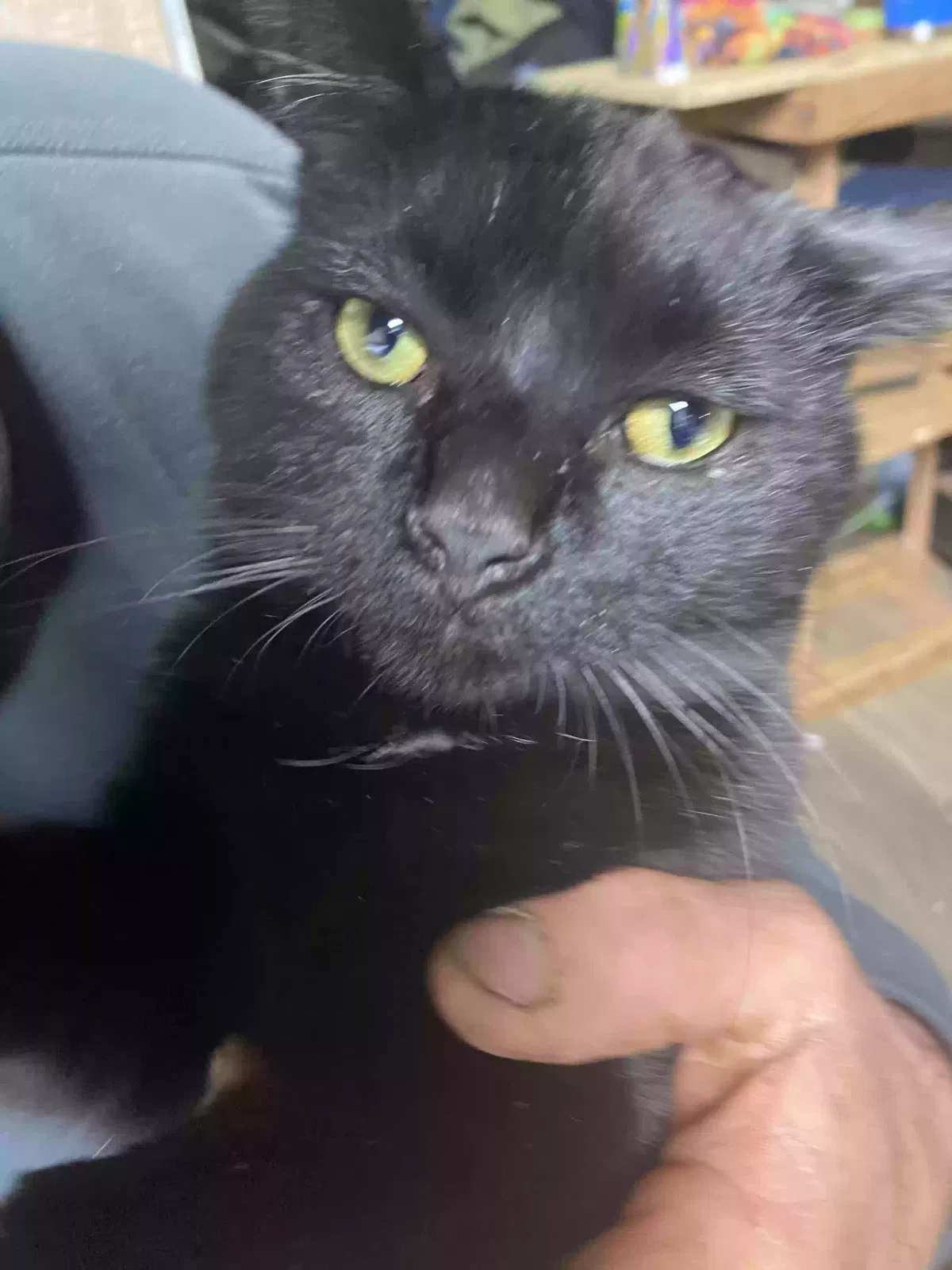 Lost cat in Andersonville, TN, 37705