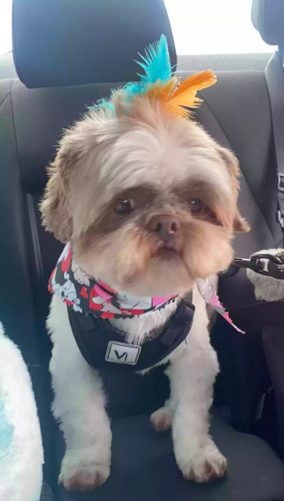 Lost dog in Auburn, WA, 98002