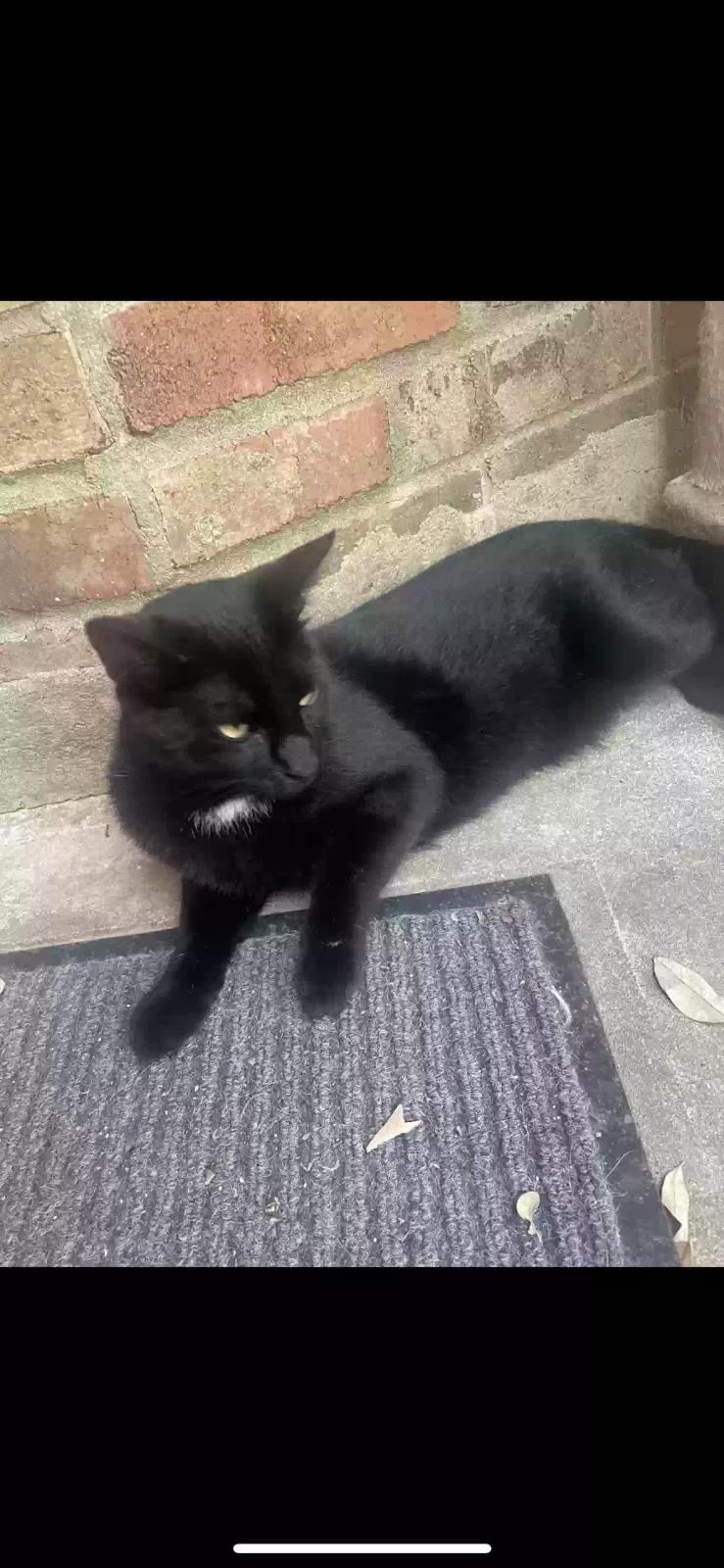 Lost cat in San Antonio, TX, 78232