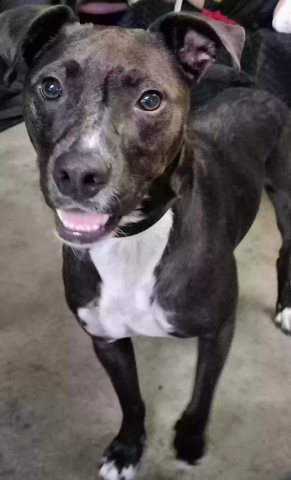 Lost dog in San Diego, CA, 92128