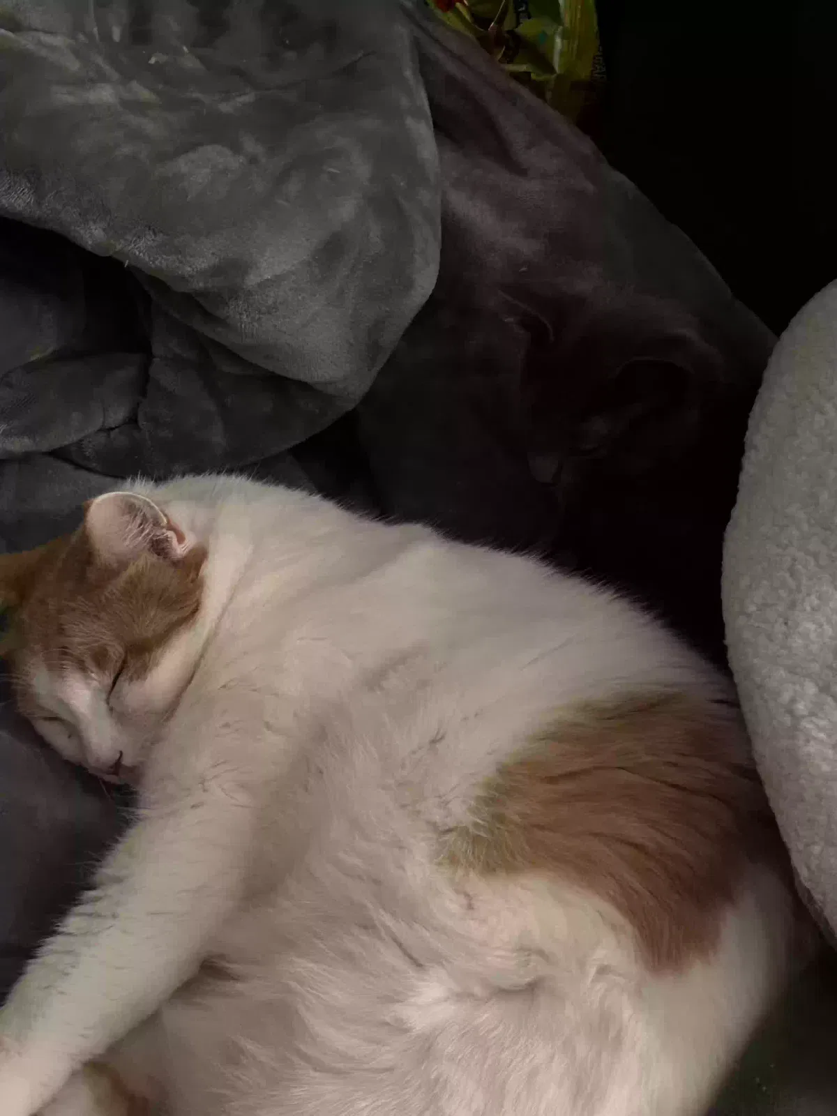 Lost cat in Anaheim, CA, 92807