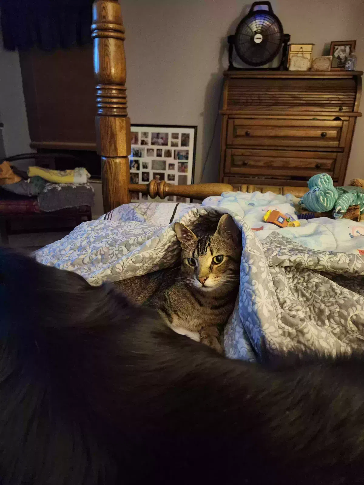 Lost cat in Tampa, FL, 33626