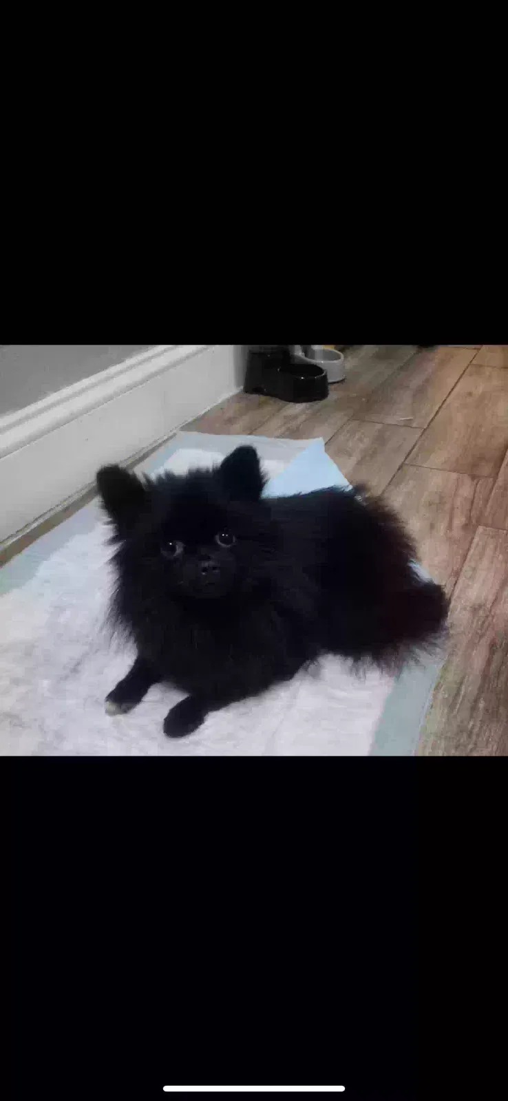 Lost dog in Pasadena, TX, 77502