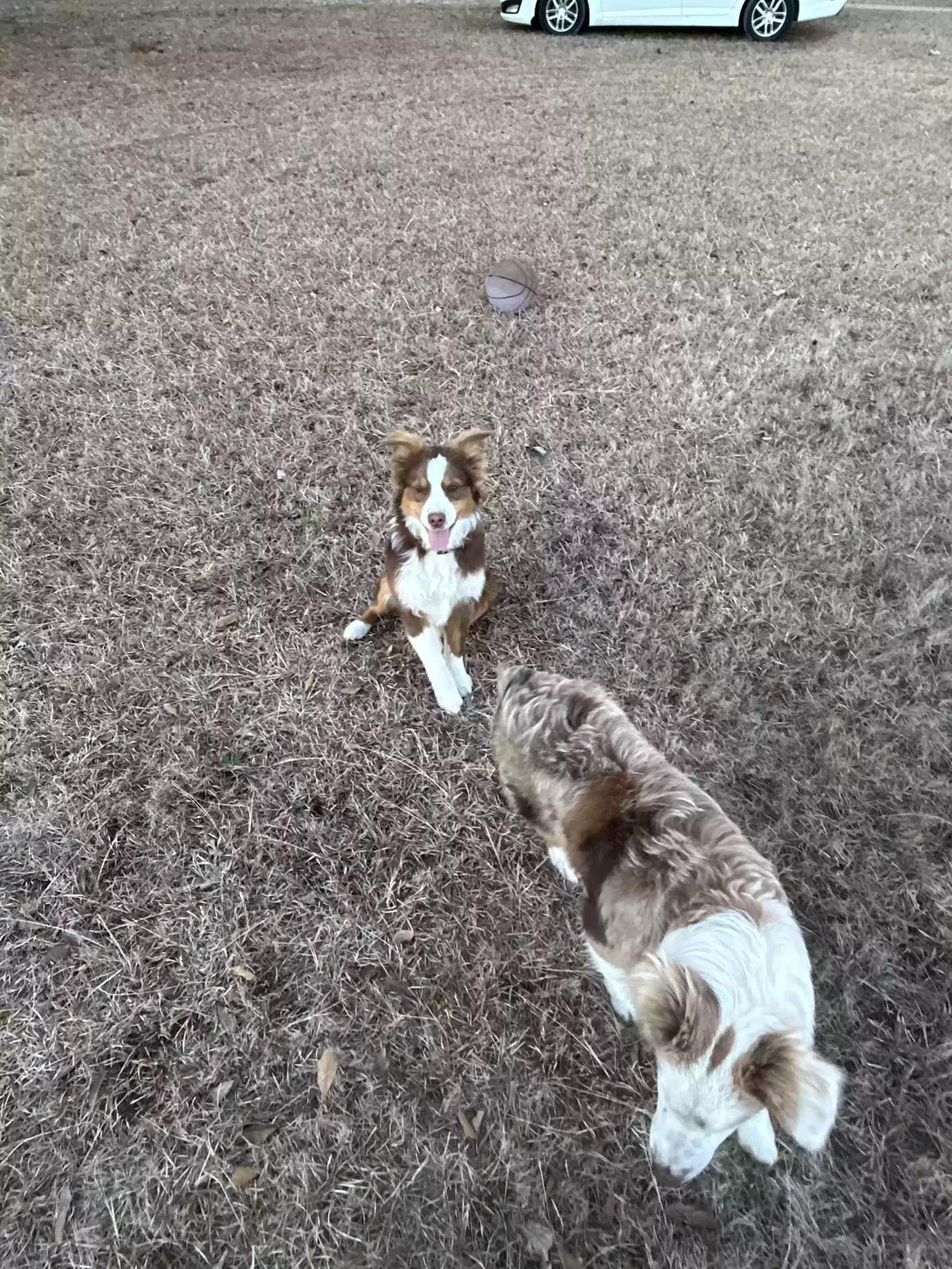 Lost dog in Chester, SC, 29706