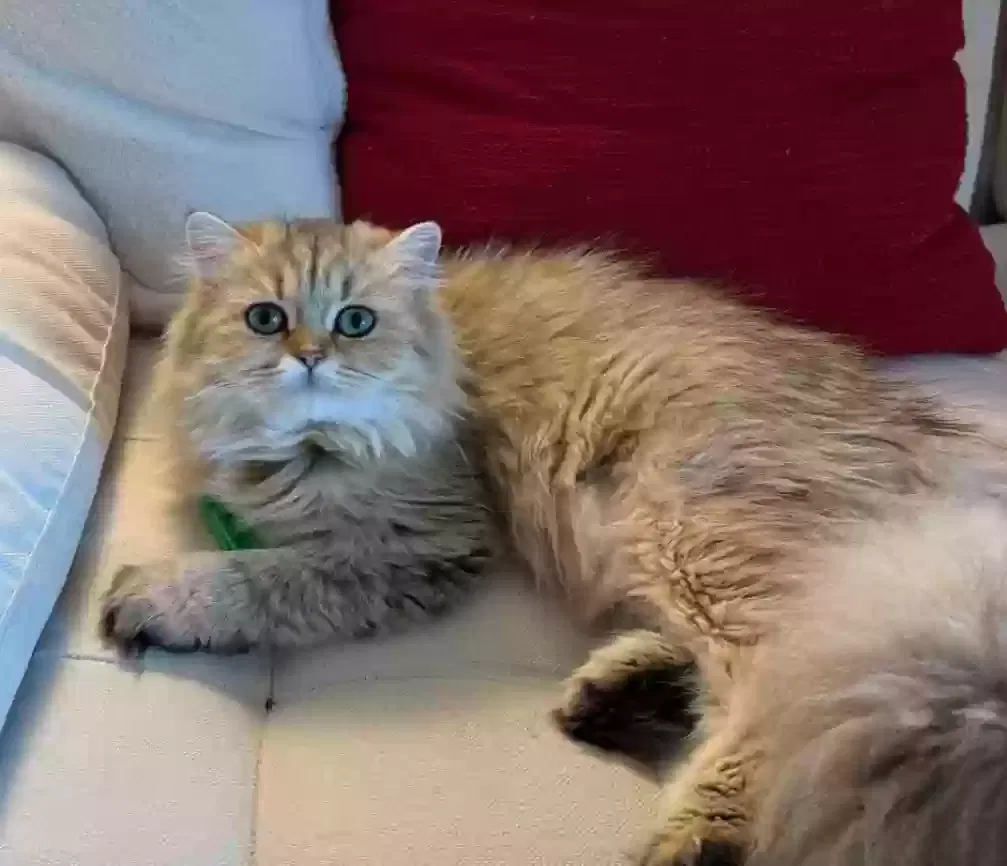 Lost cat in Tampa, FL, 33618