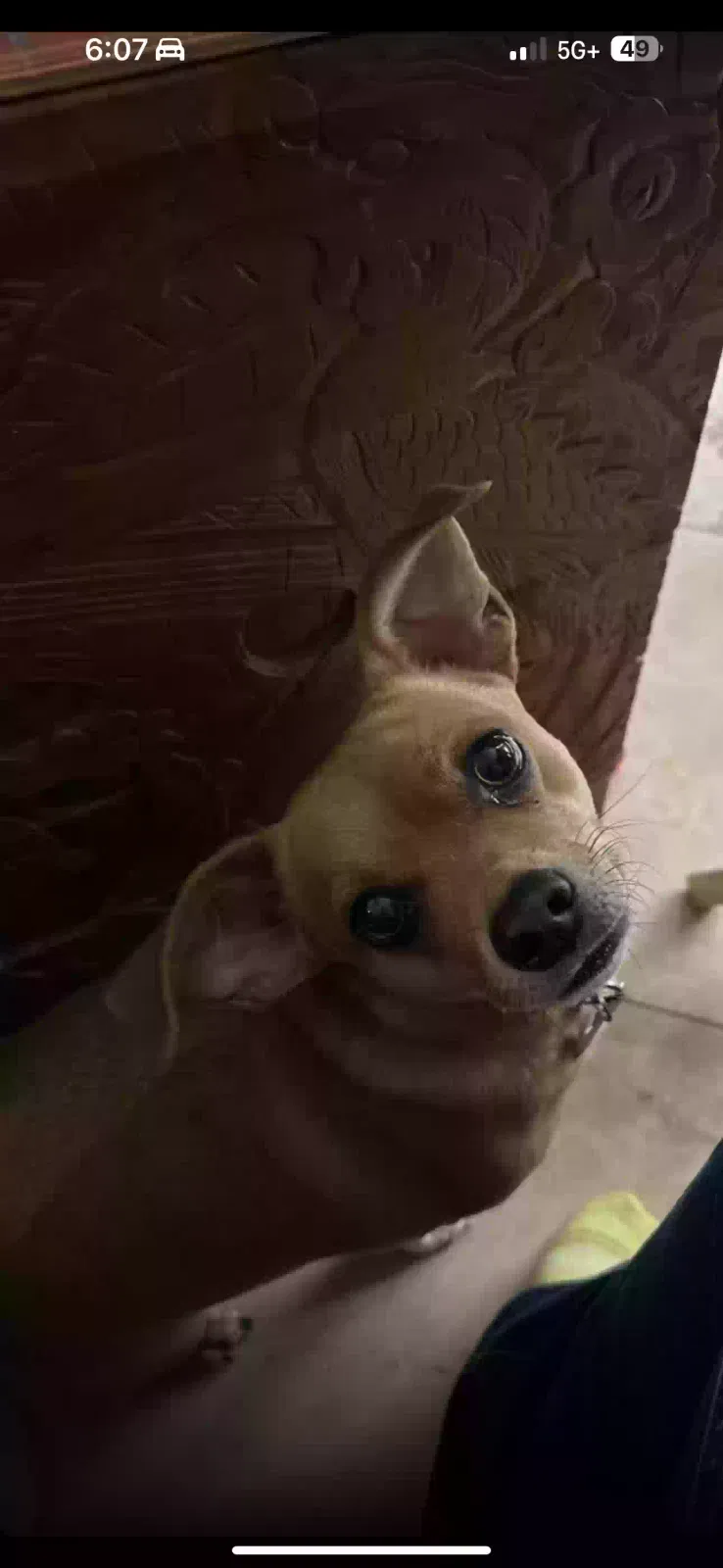Lost dog in Austin, TX, 78747