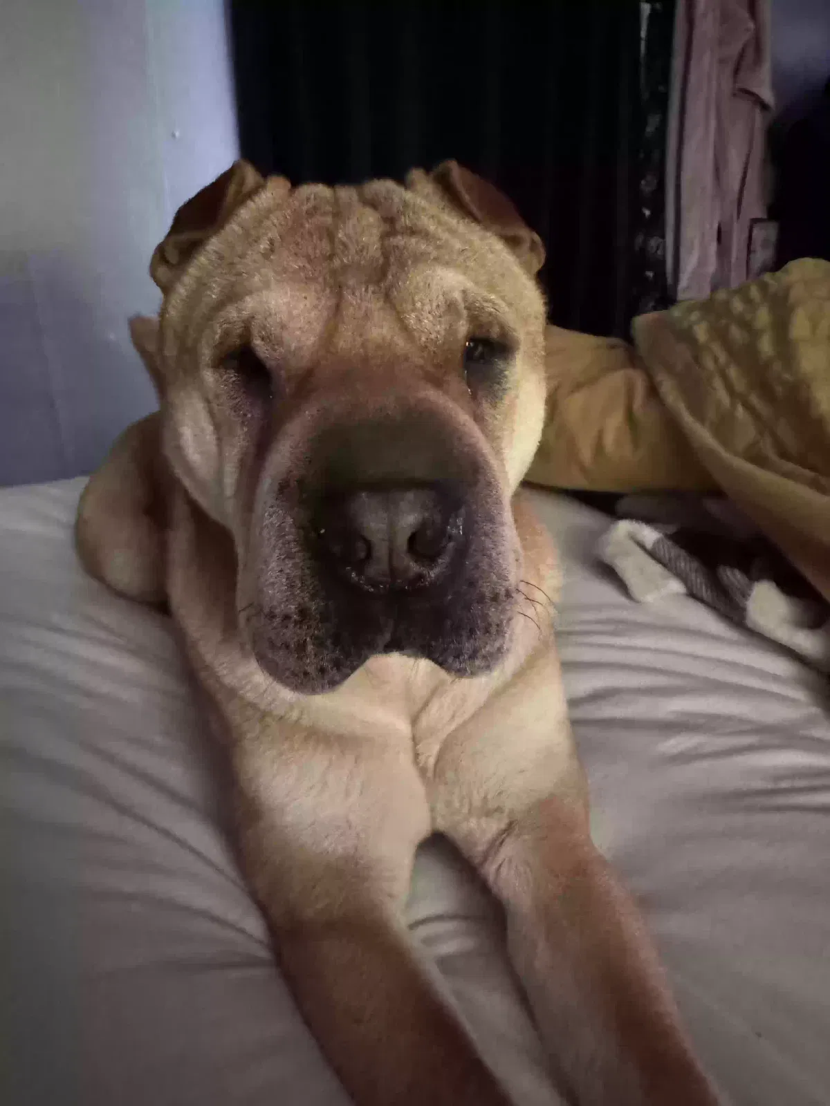 Lost dog in Kissimmee, FL, 34747