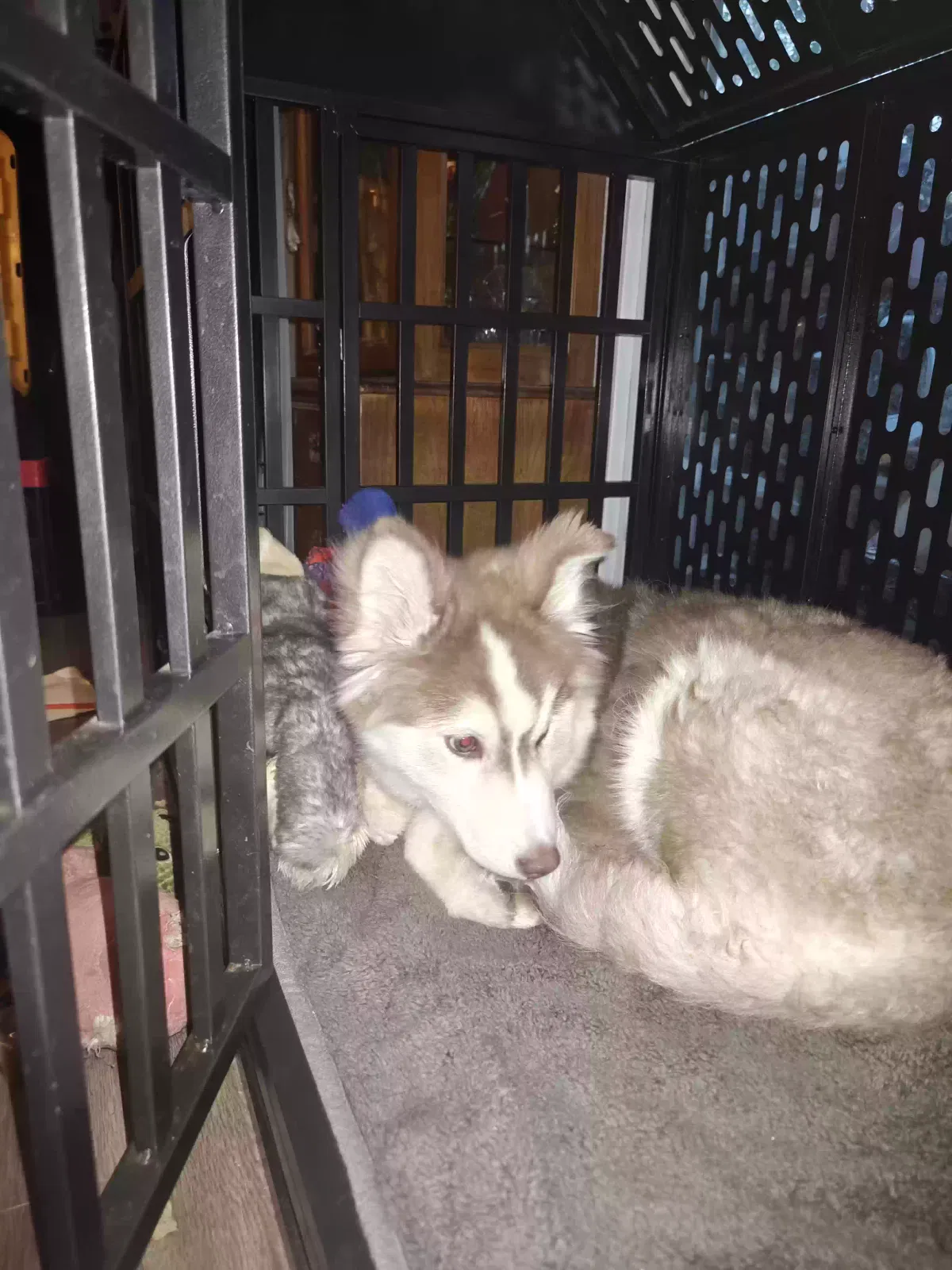 Found dog in San Bernardino, CA, 92404