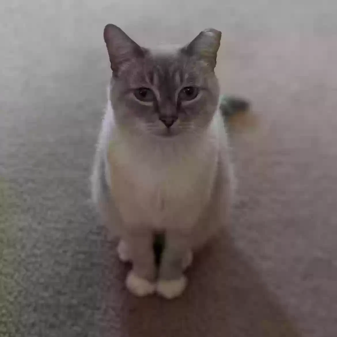 Lost cat in Knoxville, TN, 37921