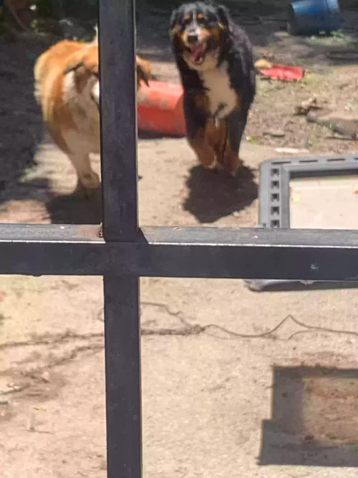 Lost dog in Saint Louis, MO, 63112