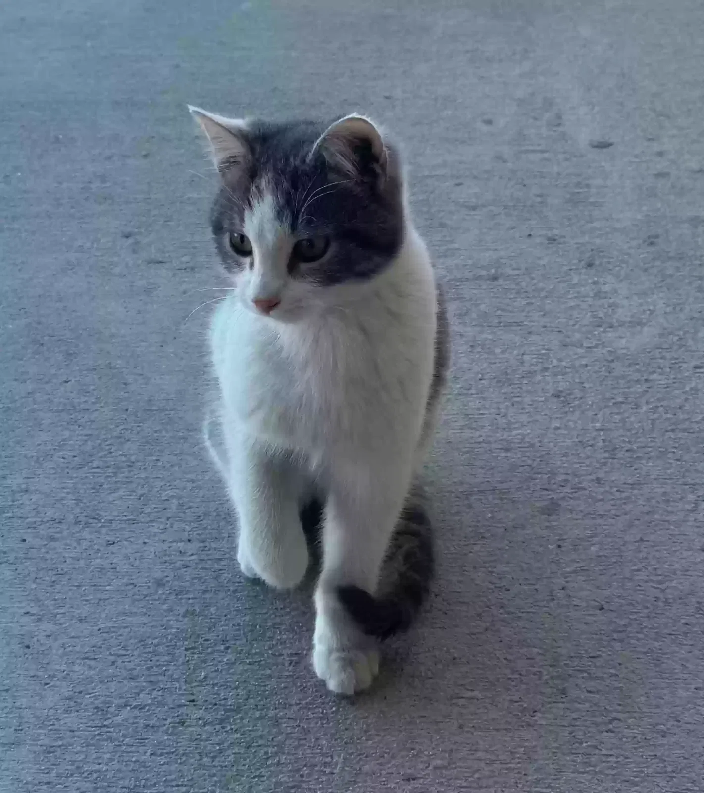 Found cat in Greeley, CO, 80631