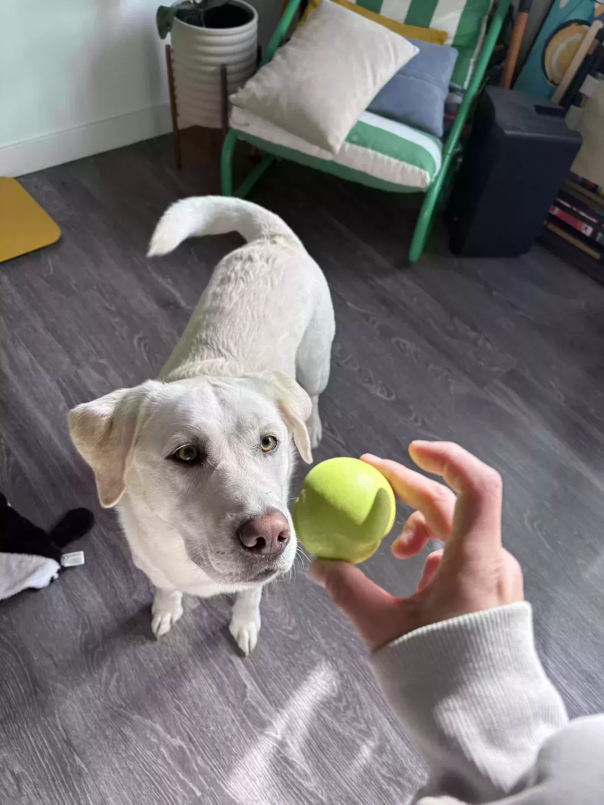 Lost dog in San Mateo, CA, 94402