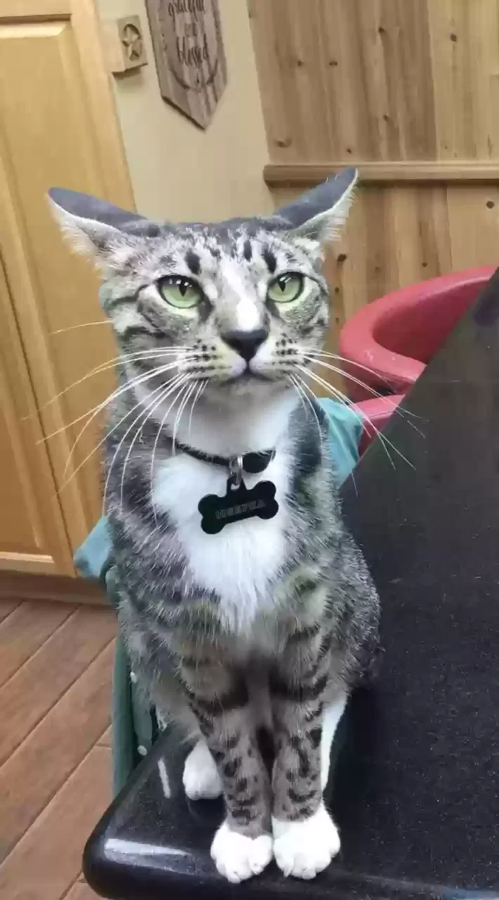 Lost cat in Yorktown, TX, 78164