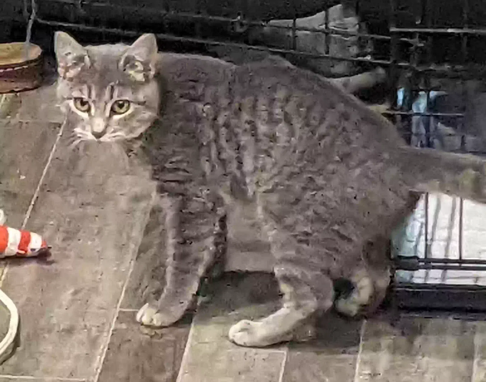 Lost cat in Vista, CA, 92084
