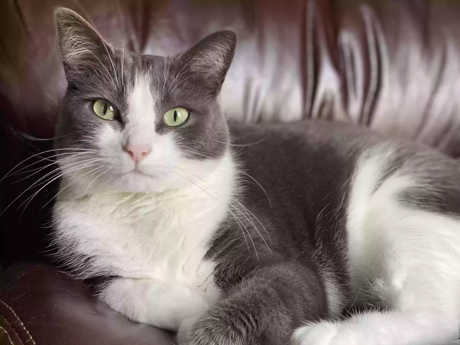 Lost cat in Laurinburg, NC, 28352