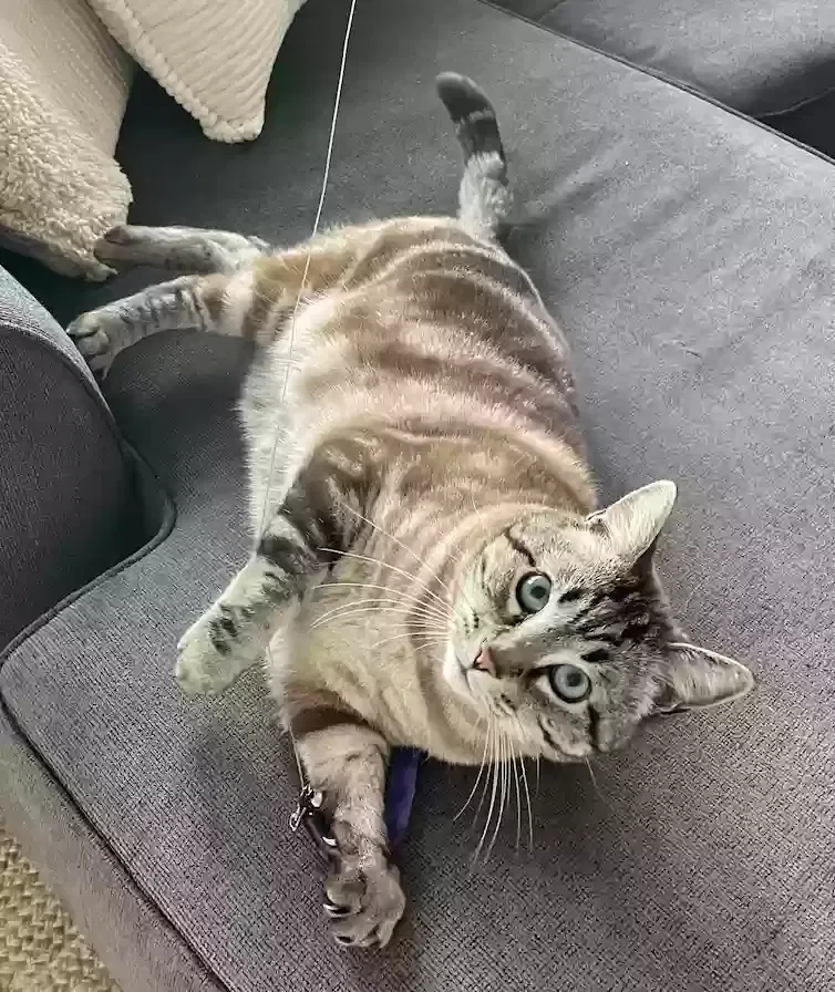 Lost cat in San Francisco, CA, 94122