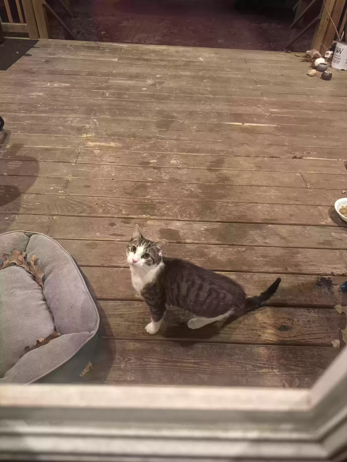 Found cat in Saint James, MO, 65559