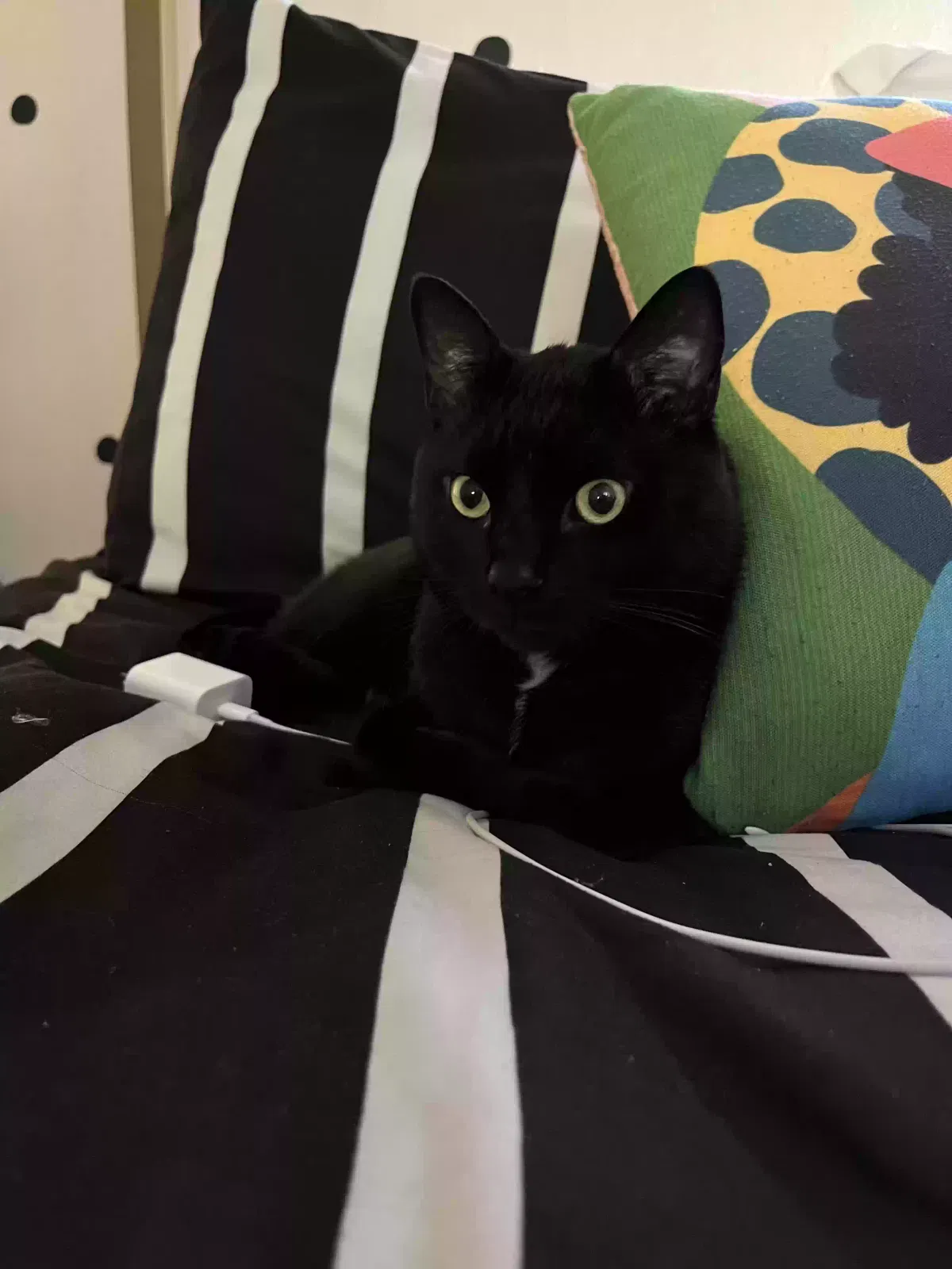 Lost cat in Harrisburg, PA, 17109