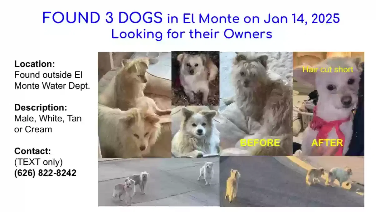 Found dog in El Monte, CA, 91732