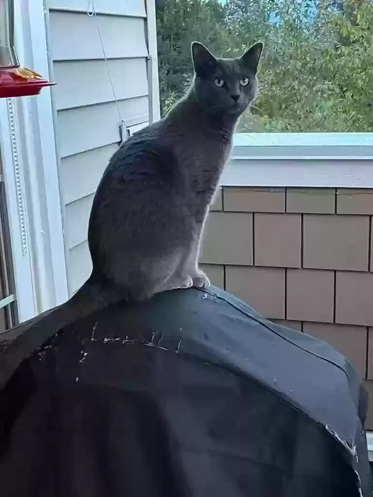 Lost cat in Sammamish, WA, 98075