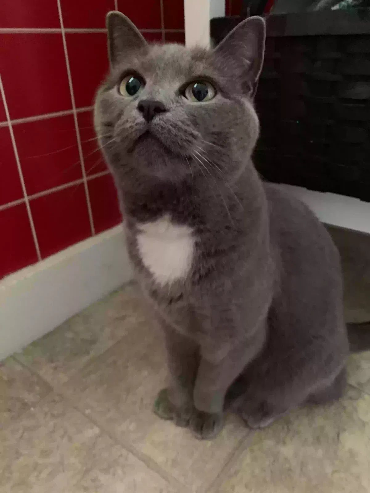 Lost cat in Dover, NH, 3820