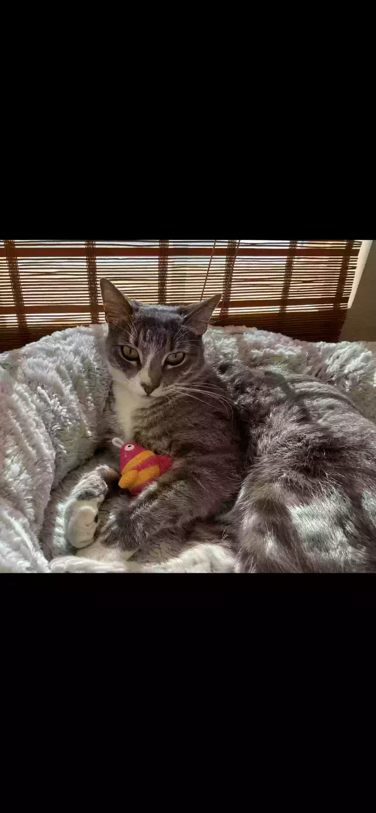 Lost cat in Perris, CA, 92571