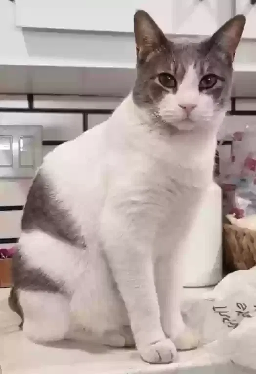 Lost cat in Scottsdale, AZ, 85257