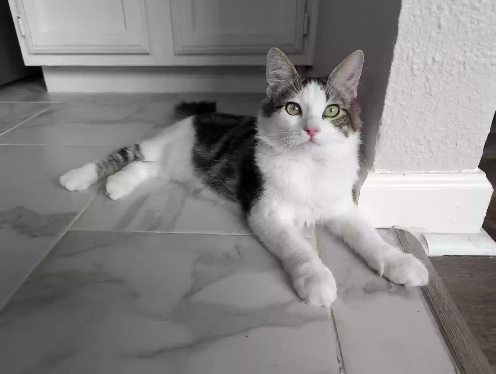 Lost cat in Flower Mound, TX, 75028