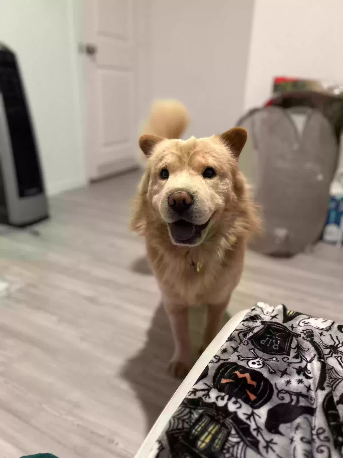 Lost dog in Seguin, TX, 78155