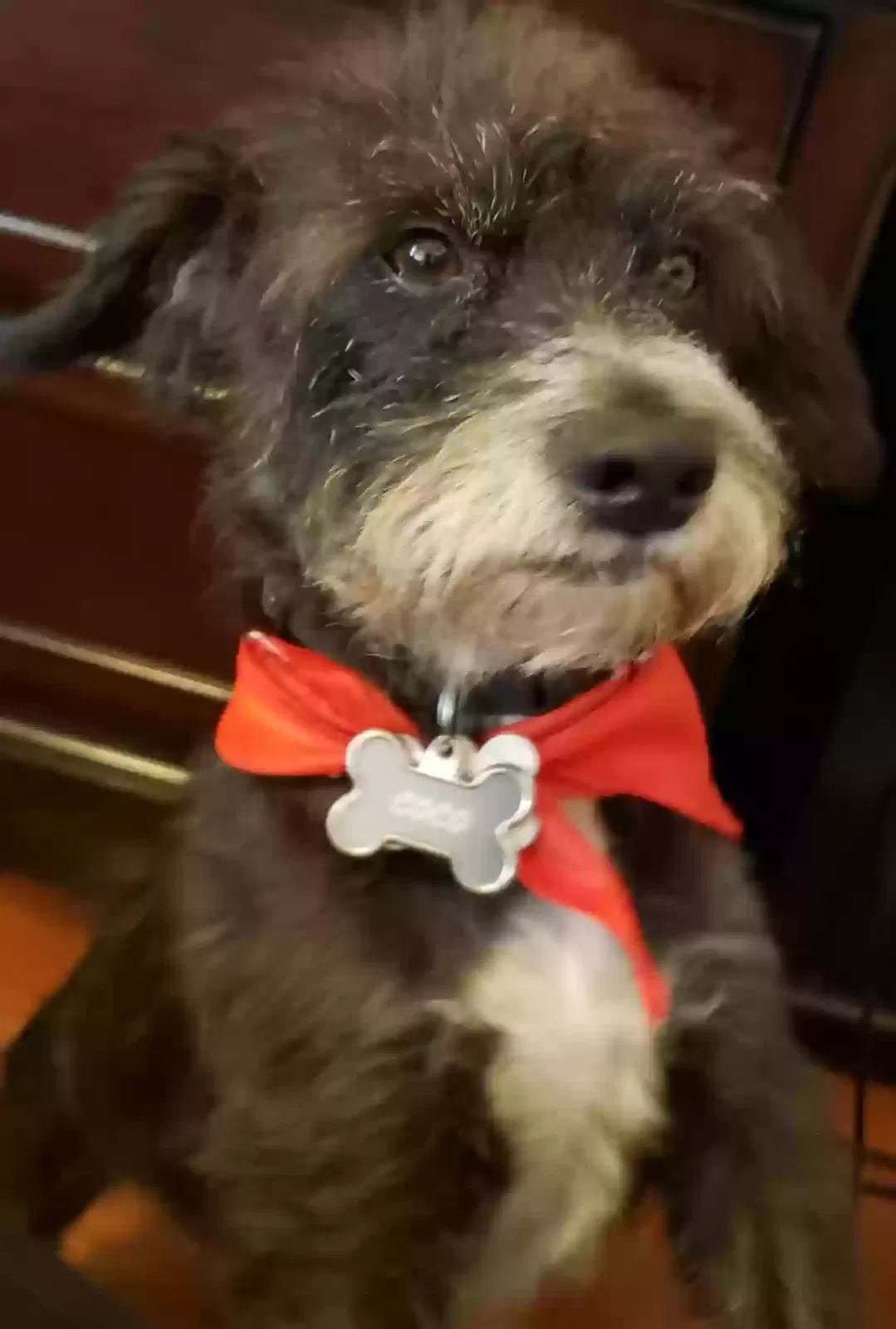 Lost dog in Moreno Valley, CA, 92551