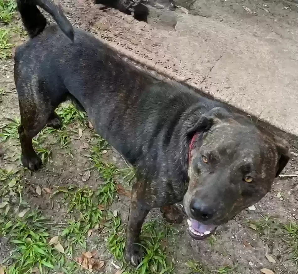 Lost dog in Bradenton, FL, 34205