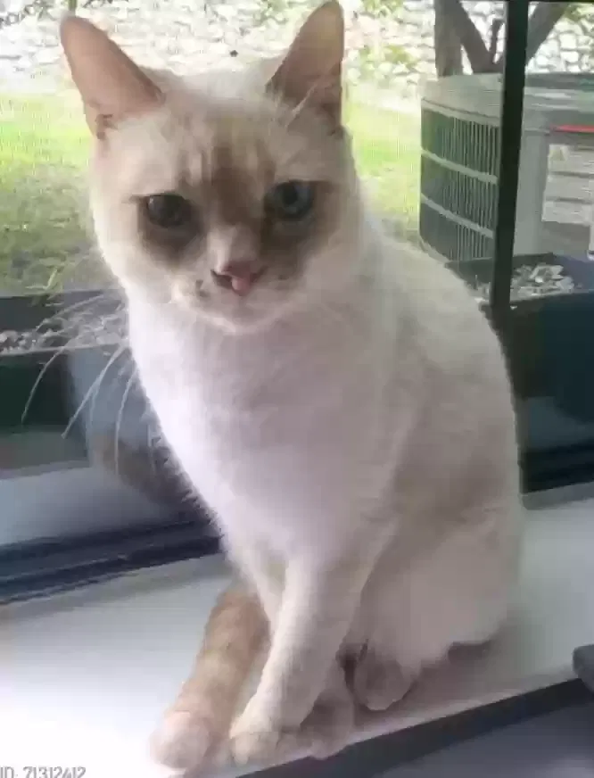 Lost cat in Kyle, TX, 78640
