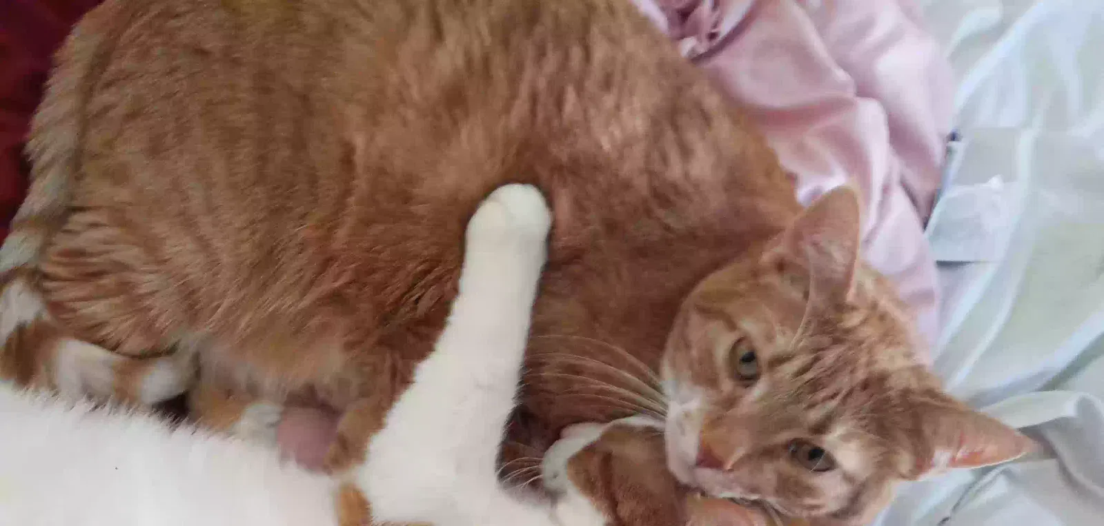 Lost cat in Rochester, NY, 14607