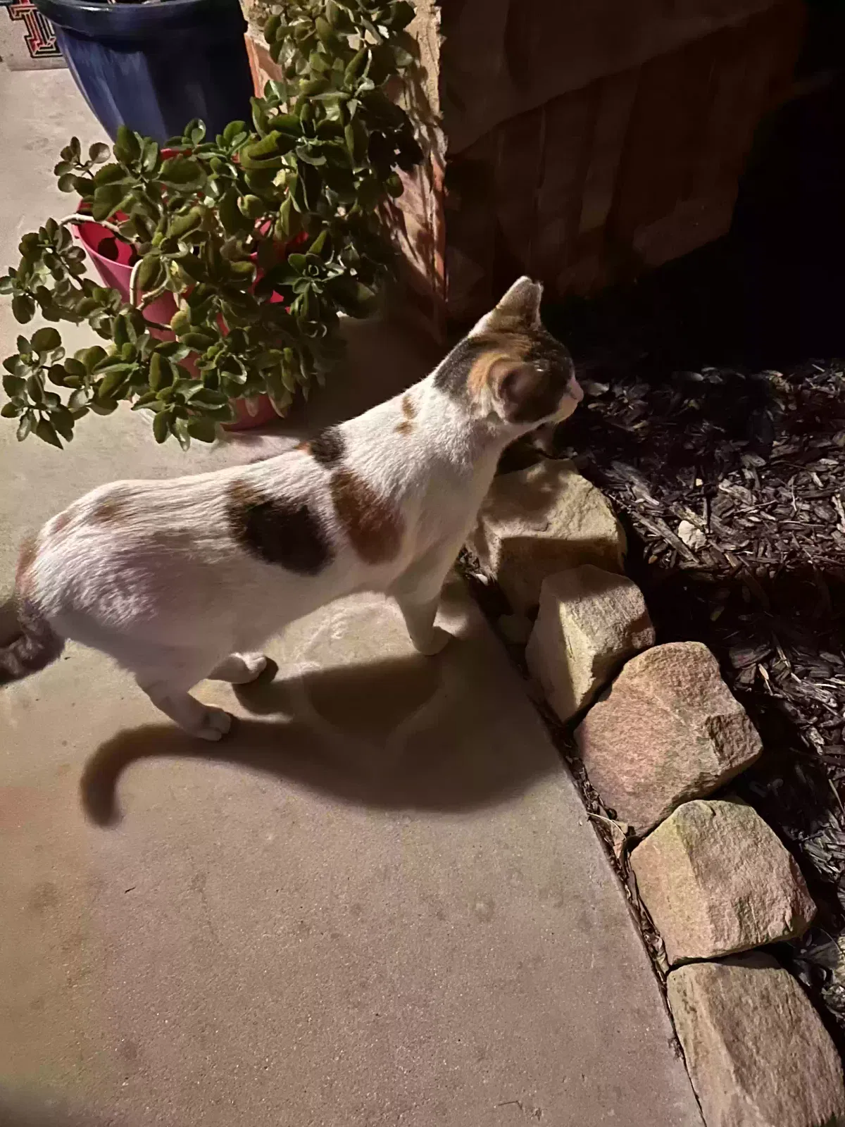 Found cat in Mansfield, TX, 76063