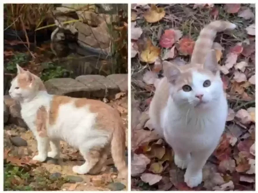 Lost cat in Gastonia, NC, 28054