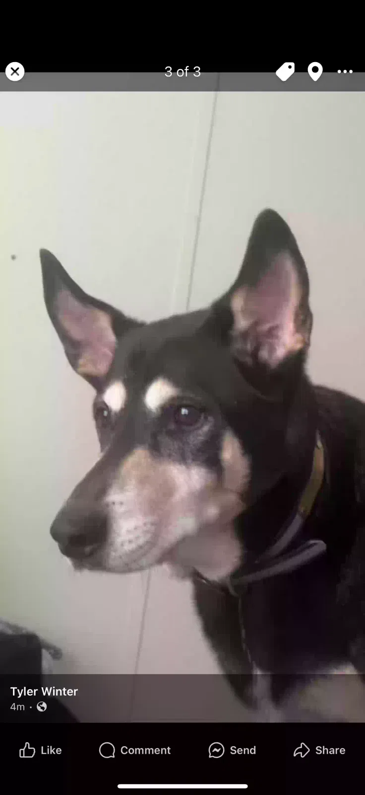 Lost dog in Petersburg, VA, 23803