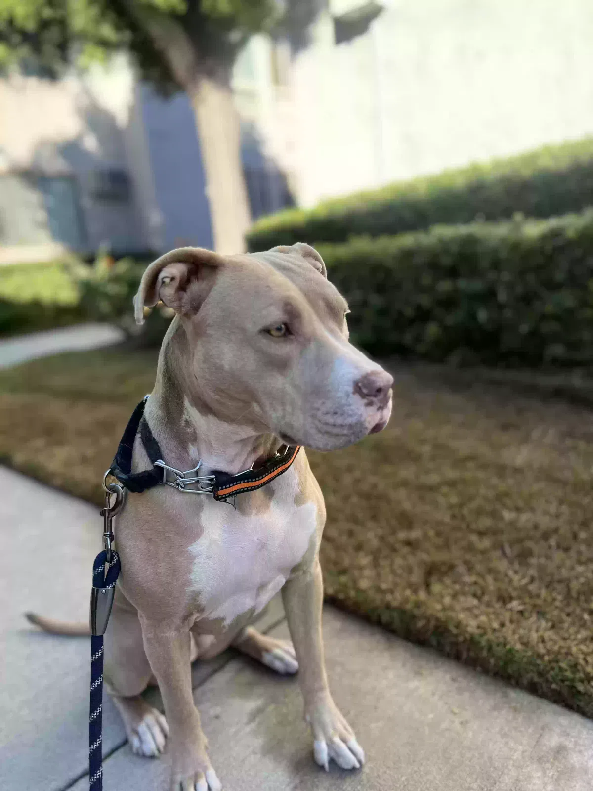 Lost dog in Los Alamitos, CA, 90720