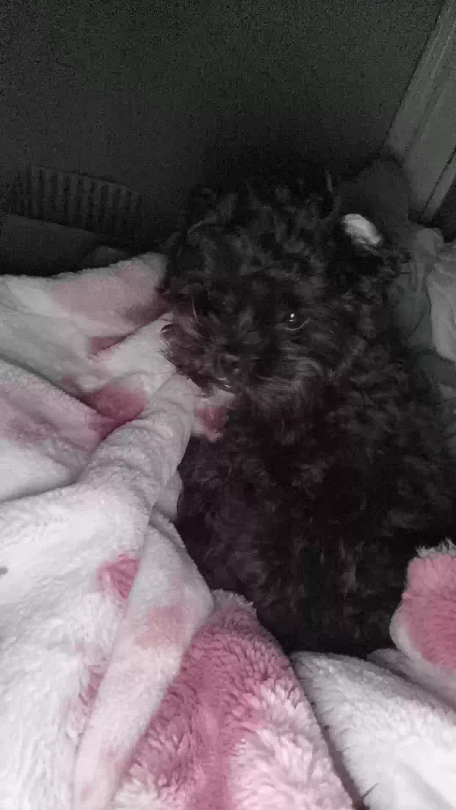 Lost dog in Maurice, LA, 70555
