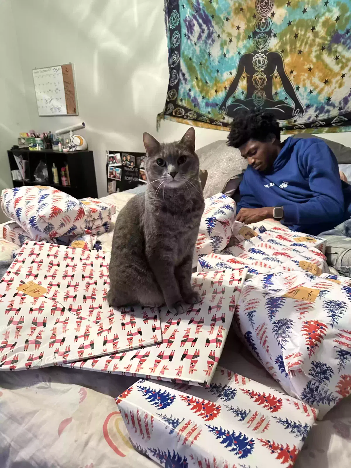 Lost cat in Hurst, TX, 76053