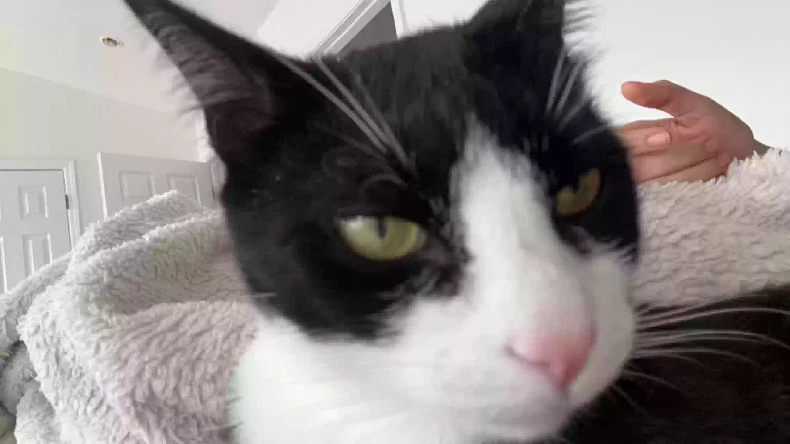 Lost cat in Raleigh, NC, 27613