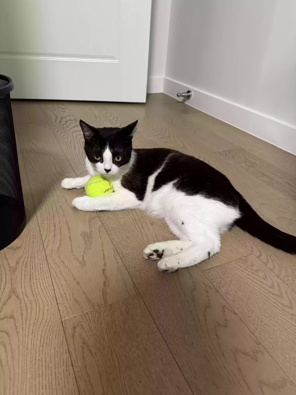 Lost cat in Brooklyn, NY, 11211