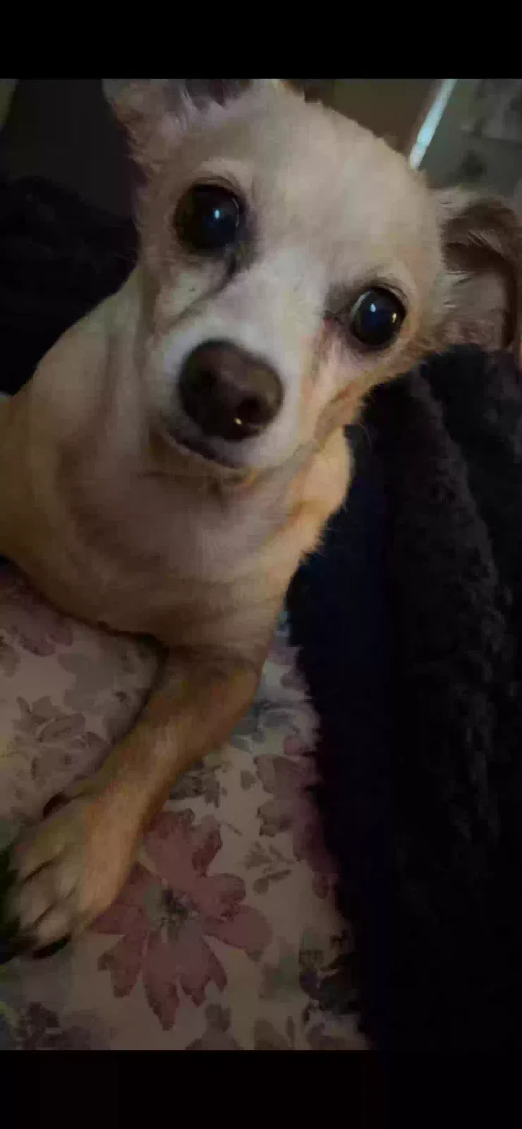 Lost dog in Seguin, TX, 78155