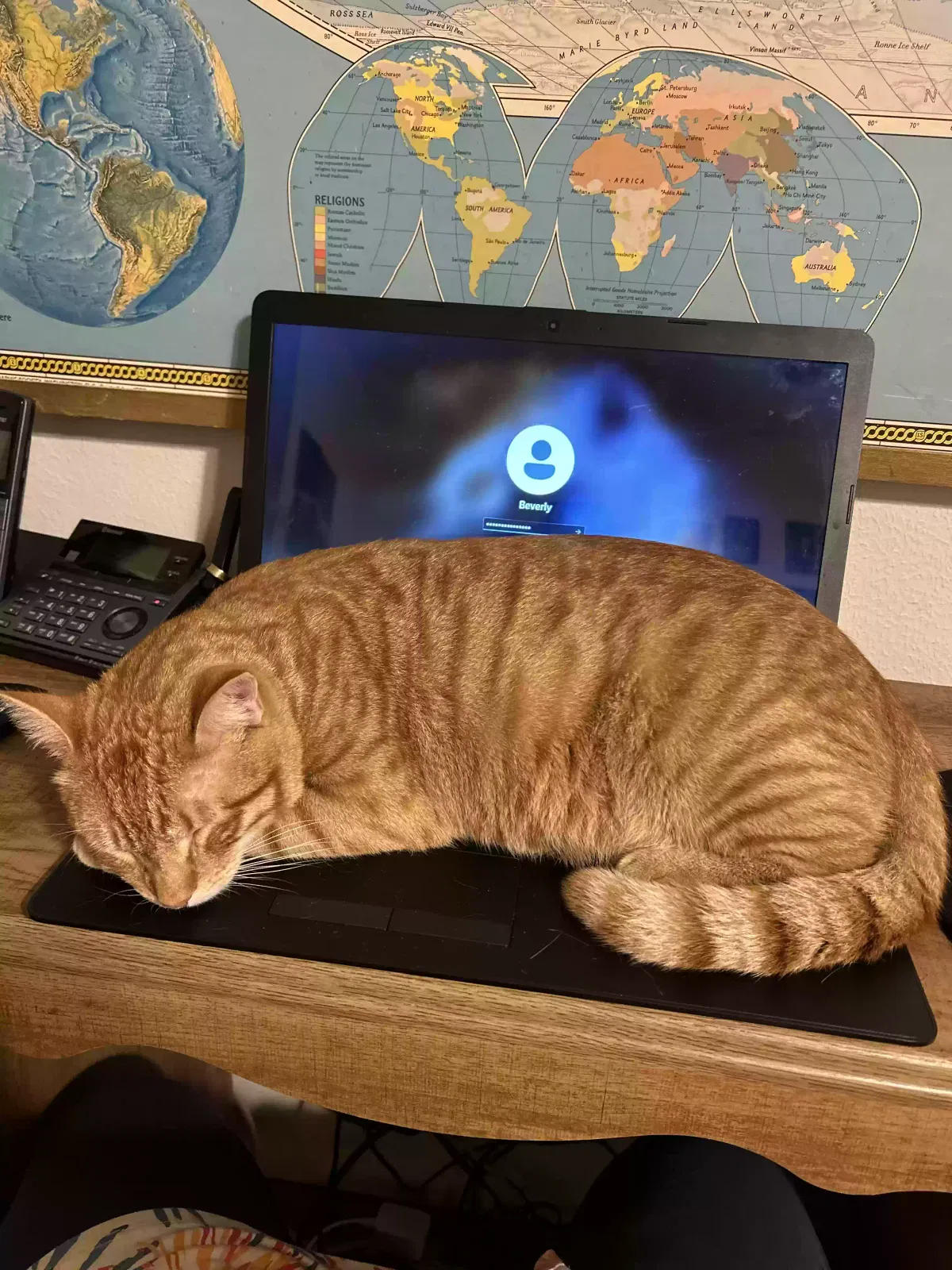 Lost cat in Willis, TX, 77378