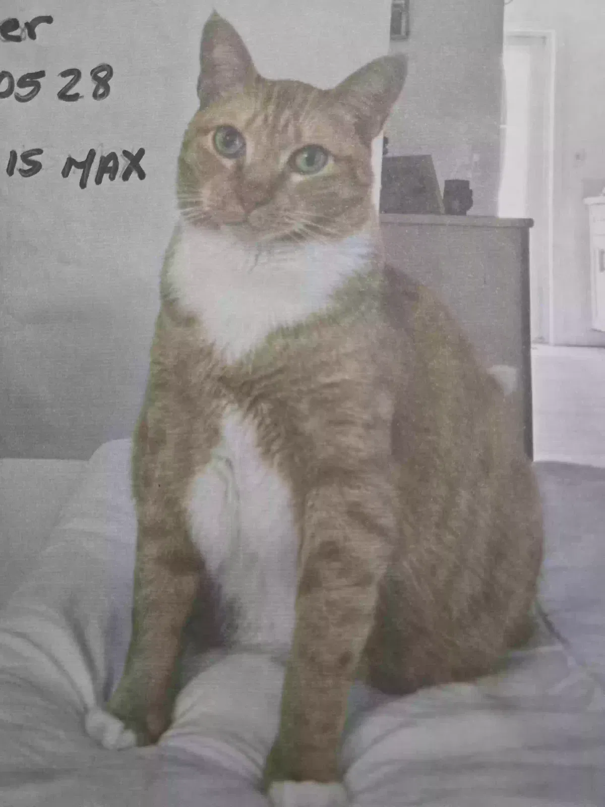 Lost cat in Miami Beach, FL, 33141