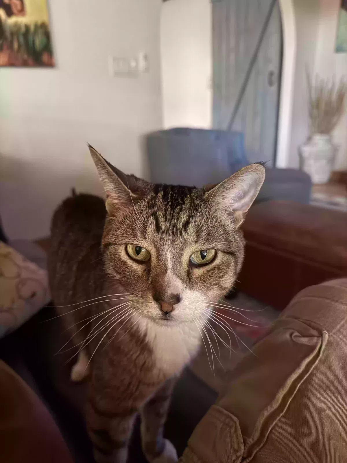 Lost cat in Glendale, AZ, 85310